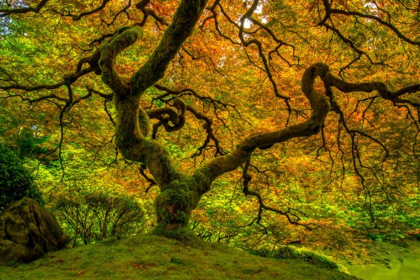 Mossy Tree by Jesse McLaughlin