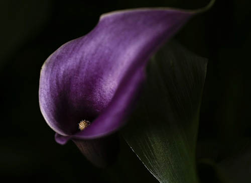 Purple Canna by Vanessa Jackson