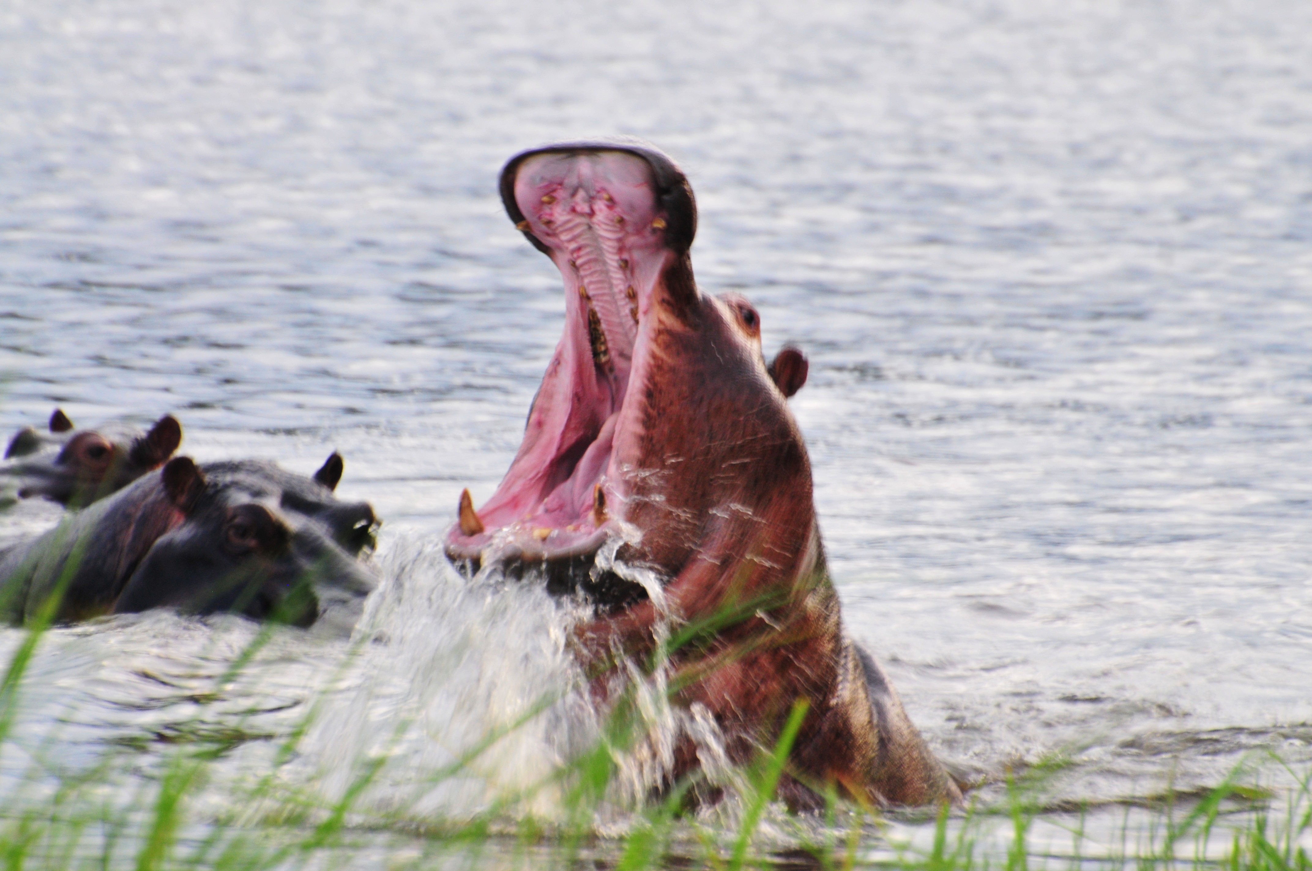 Ken Imler African Wildlife