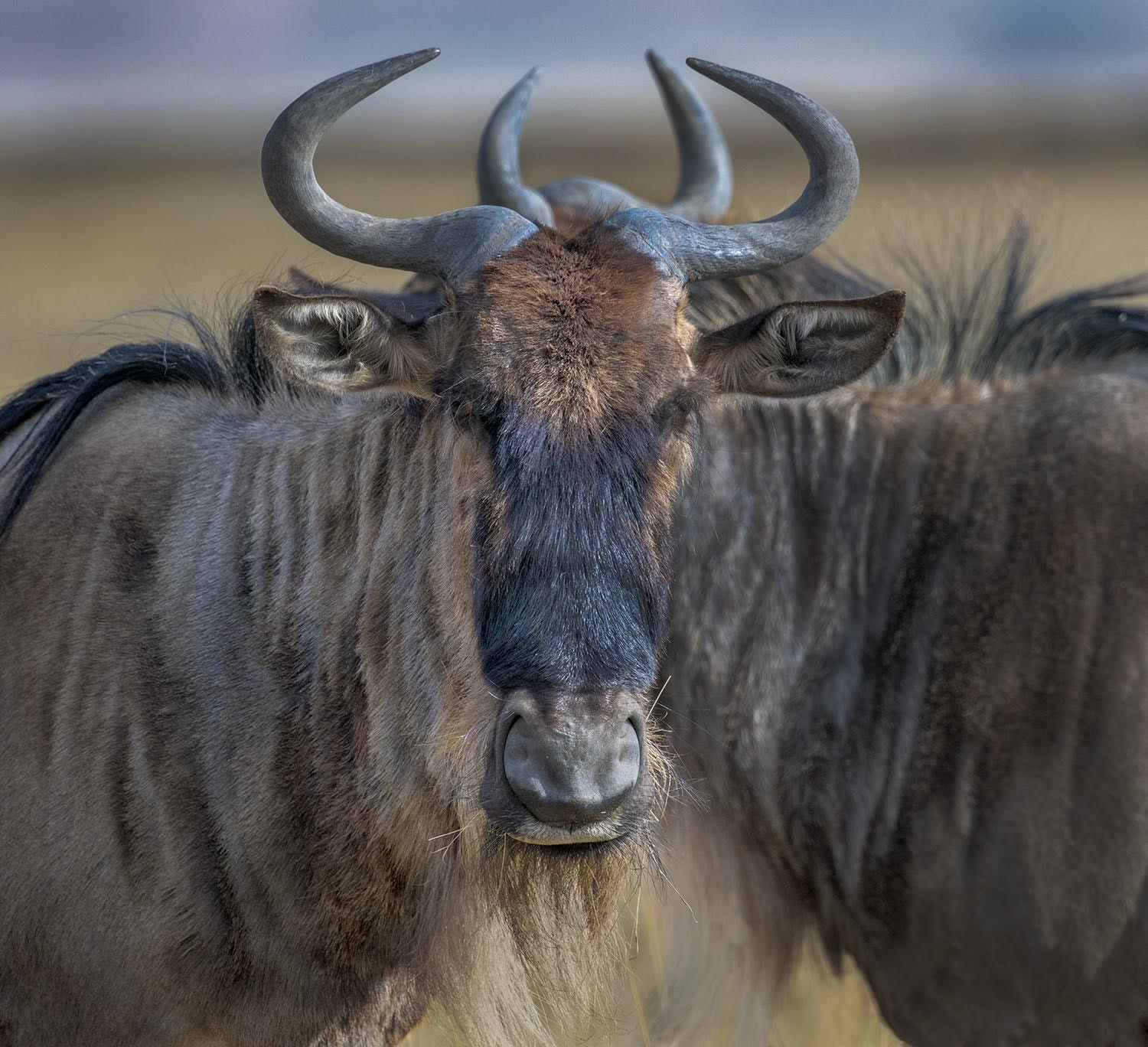 Russ Burden Nature Photo Tours