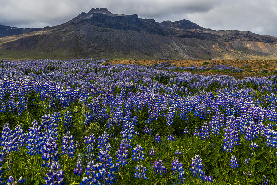 Michael Ryno Mountain Lupine